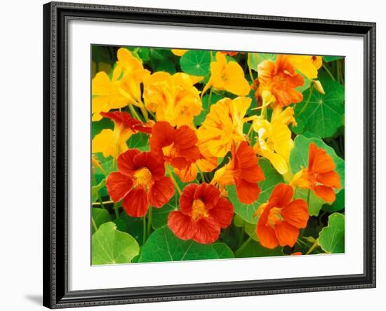 Nasturtium Flowers, Tropaeolum, Seattle, Washington, USA-Adam Jones-Framed Photographic Print