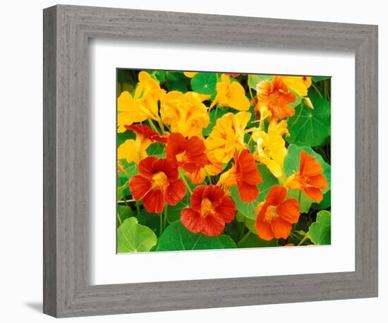 Nasturtium Flowers, Tropaeolum, Seattle, Washington, USA-Adam Jones-Framed Photographic Print