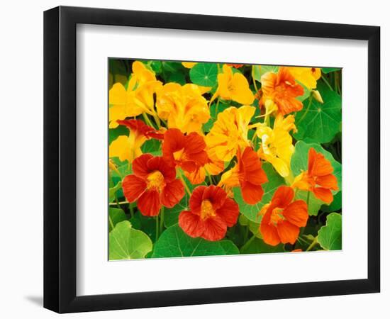 Nasturtium Flowers, Tropaeolum, Seattle, Washington, USA-Adam Jones-Framed Photographic Print