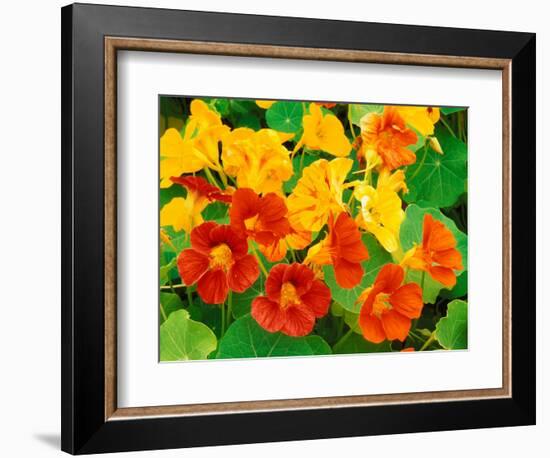 Nasturtium Flowers, Tropaeolum, Seattle, Washington, USA-Adam Jones-Framed Photographic Print