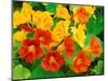 Nasturtium Flowers, Tropaeolum, Seattle, Washington, USA-Adam Jones-Mounted Photographic Print