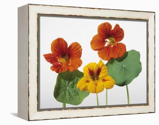 Nasturtium Flowers-null-Framed Premier Image Canvas