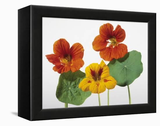 Nasturtium Flowers-null-Framed Premier Image Canvas