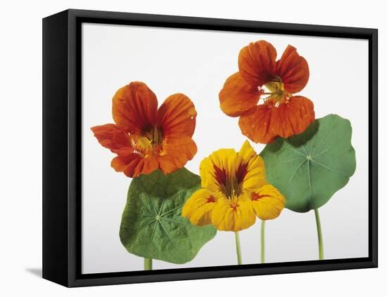 Nasturtium Flowers-null-Framed Premier Image Canvas