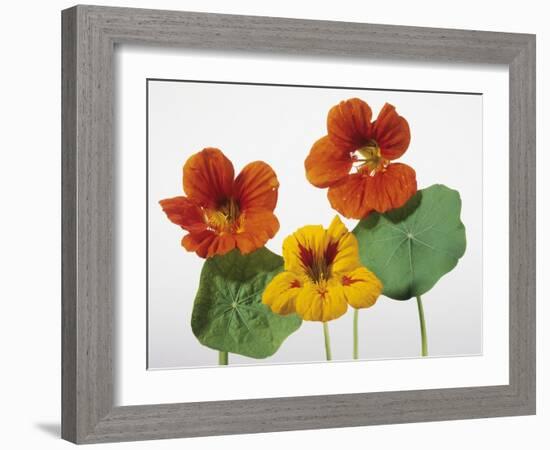 Nasturtium Flowers-null-Framed Photographic Print