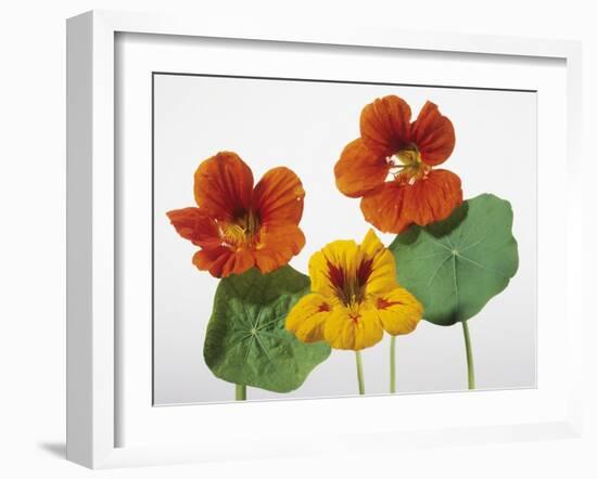 Nasturtium Flowers-null-Framed Photographic Print