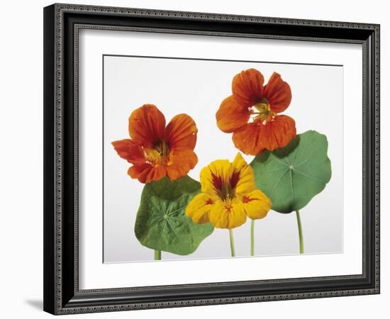 Nasturtium Flowers-null-Framed Photographic Print