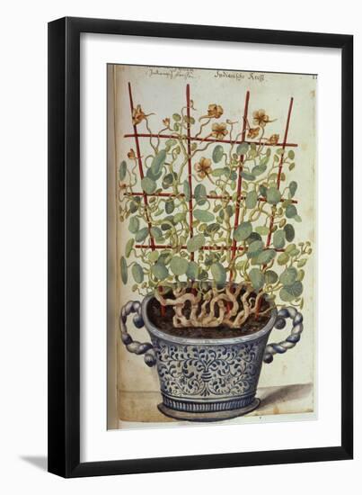 Nasturtium; Indian Cress Scrambling over a Trellis in a Blue and White Pot.  from 'Camerarius…-Joachim Camerarius-Framed Giclee Print