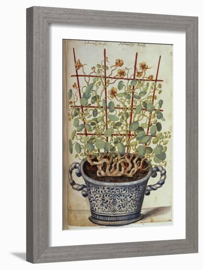 Nasturtium; Indian Cress Scrambling over a Trellis in a Blue and White Pot.  from 'Camerarius…-Joachim Camerarius-Framed Giclee Print