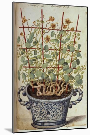 Nasturtium; Indian Cress Scrambling over a Trellis in a Blue and White Pot.  from 'Camerarius…-Joachim Camerarius-Mounted Giclee Print