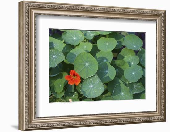 Nasturtium Leaves and Flower-Anna Miller-Framed Photographic Print