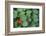 Nasturtium Leaves and Flower-Anna Miller-Framed Photographic Print