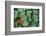 Nasturtium Leaves and Flower-Anna Miller-Framed Photographic Print