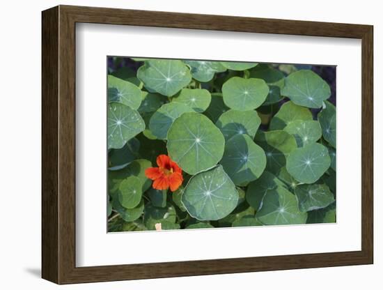 Nasturtium Leaves and Flower-Anna Miller-Framed Photographic Print