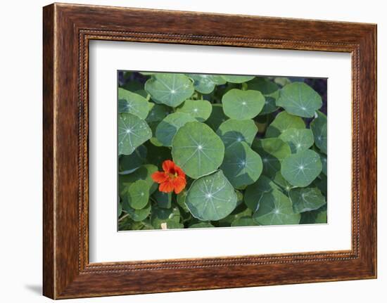 Nasturtium Leaves and Flower-Anna Miller-Framed Photographic Print