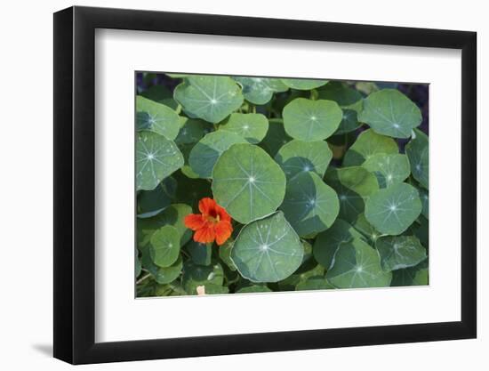 Nasturtium Leaves and Flower-Anna Miller-Framed Photographic Print