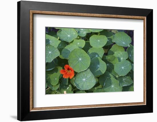 Nasturtium Leaves and Flower-Anna Miller-Framed Photographic Print