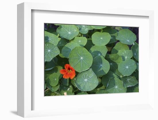 Nasturtium Leaves and Flower-Anna Miller-Framed Photographic Print