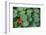 Nasturtium Leaves and Flower-Anna Miller-Framed Photographic Print