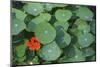 Nasturtium Leaves and Flower-Anna Miller-Mounted Photographic Print