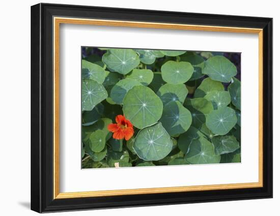 Nasturtium Leaves and Flower-Anna Miller-Framed Photographic Print