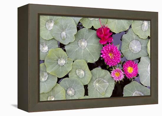 Nasturtium Leaves with Water Droplets-Lee Frost-Framed Premier Image Canvas