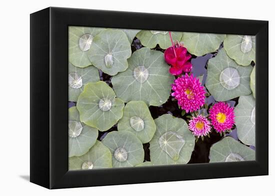 Nasturtium Leaves with Water Droplets-Lee Frost-Framed Premier Image Canvas