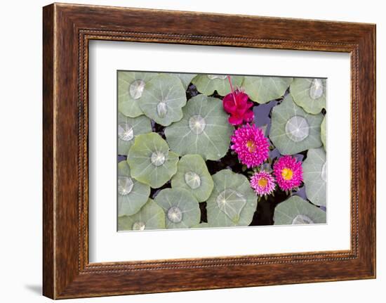 Nasturtium Leaves with Water Droplets-Lee Frost-Framed Photographic Print