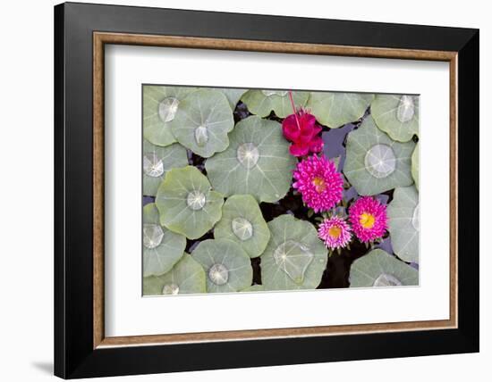 Nasturtium Leaves with Water Droplets-Lee Frost-Framed Photographic Print