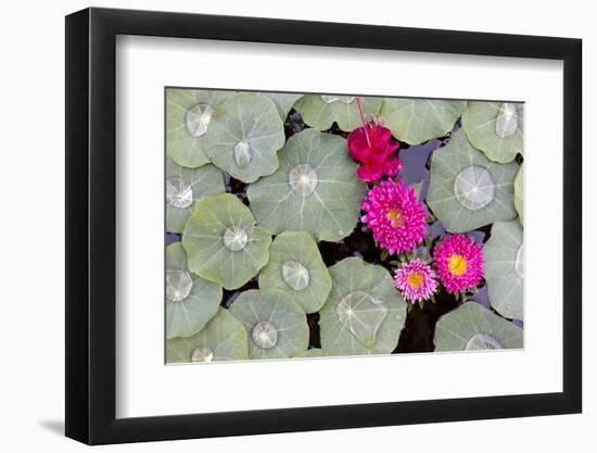 Nasturtium Leaves with Water Droplets-Lee Frost-Framed Photographic Print