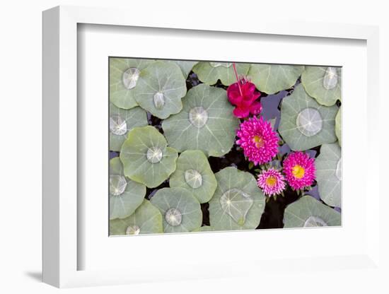 Nasturtium Leaves with Water Droplets-Lee Frost-Framed Photographic Print