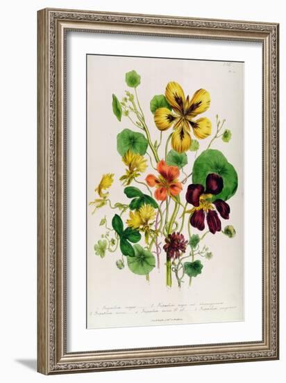 Nasturtium, Plate 21 from 'The Ladies' Flower Garden', Published 1842-Jane Loudon-Framed Giclee Print