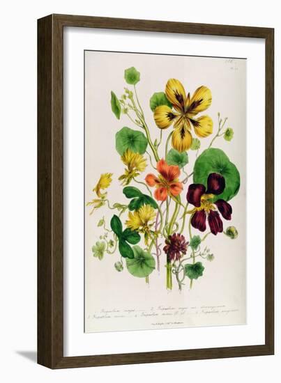 Nasturtium, Plate 21 from 'The Ladies' Flower Garden', Published 1842-Jane Loudon-Framed Giclee Print