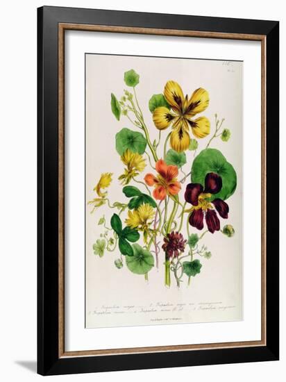 Nasturtium, Plate 21 from 'The Ladies' Flower Garden', Published 1842-Jane Loudon-Framed Giclee Print
