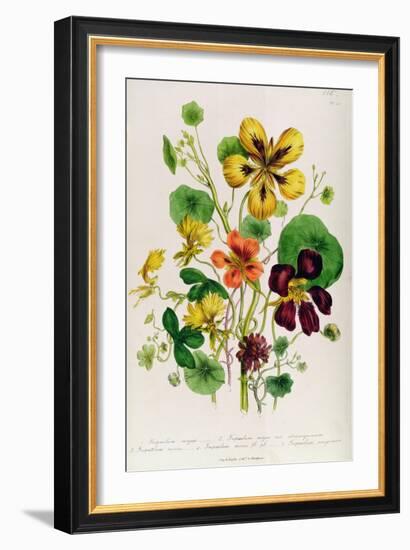 Nasturtium, Plate 21 from 'The Ladies' Flower Garden', Published 1842-Jane Loudon-Framed Giclee Print