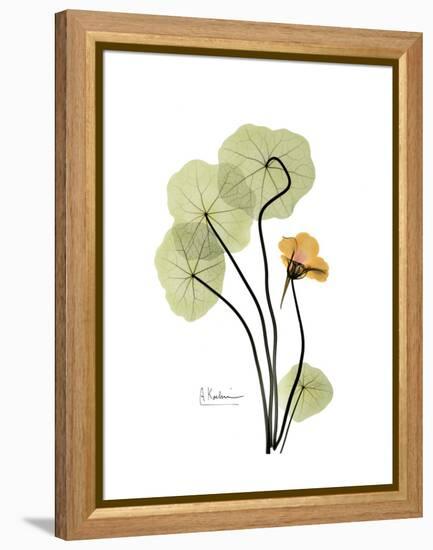 Nasturtium Portrait 1-Albert Koetsier-Framed Stretched Canvas