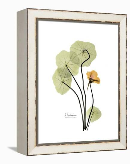 Nasturtium Portrait 1-Albert Koetsier-Framed Stretched Canvas