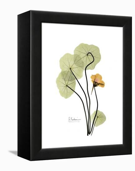 Nasturtium Portrait 1-Albert Koetsier-Framed Stretched Canvas