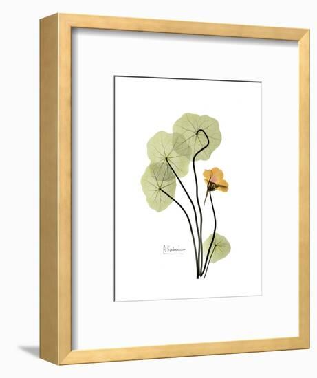 Nasturtium Portrait 1-Albert Koetsier-Framed Premium Giclee Print