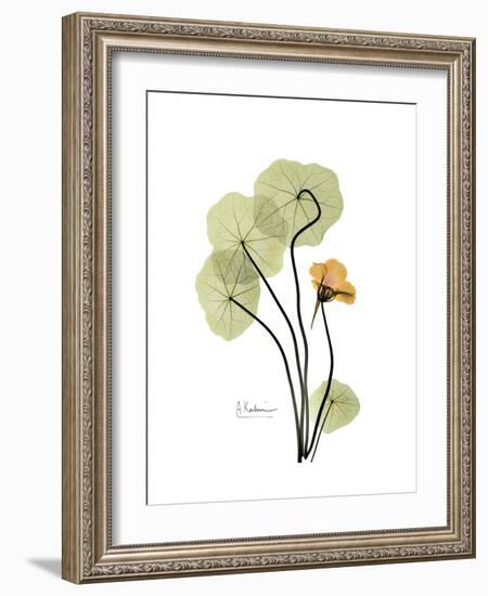 Nasturtium Portrait 1-Albert Koetsier-Framed Premium Giclee Print