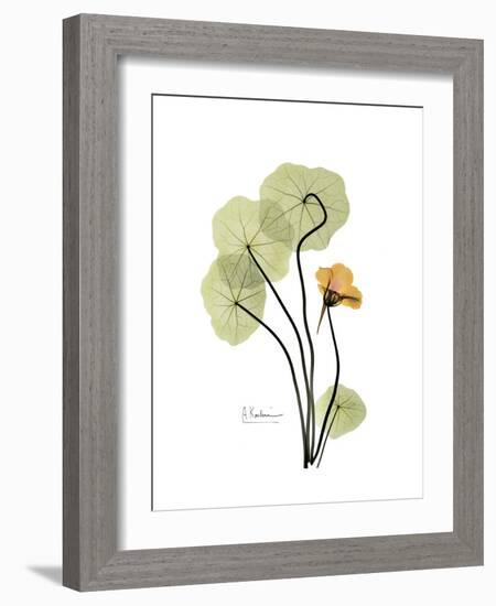 Nasturtium Portrait 1-Albert Koetsier-Framed Premium Giclee Print