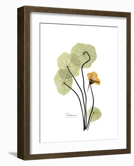 Nasturtium Portrait 1-Albert Koetsier-Framed Premium Giclee Print