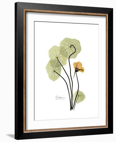 Nasturtium Portrait 1-Albert Koetsier-Framed Premium Giclee Print