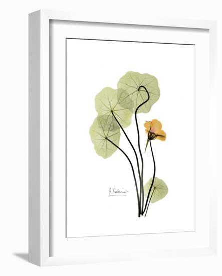 Nasturtium Portrait 1-Albert Koetsier-Framed Premium Giclee Print