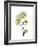 Nasturtium Portrait 1-Albert Koetsier-Framed Premium Giclee Print