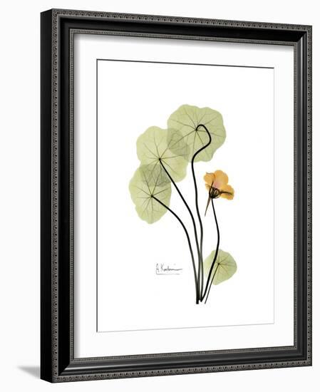 Nasturtium Portrait 1-Albert Koetsier-Framed Premium Giclee Print