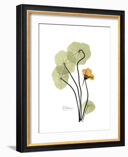 Nasturtium Portrait 1-Albert Koetsier-Framed Premium Giclee Print