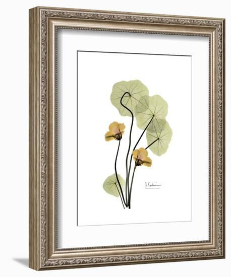 Nasturtium Portrait 2-Albert Koetsier-Framed Premium Giclee Print