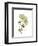 Nasturtium Portrait 2-Albert Koetsier-Framed Premium Giclee Print