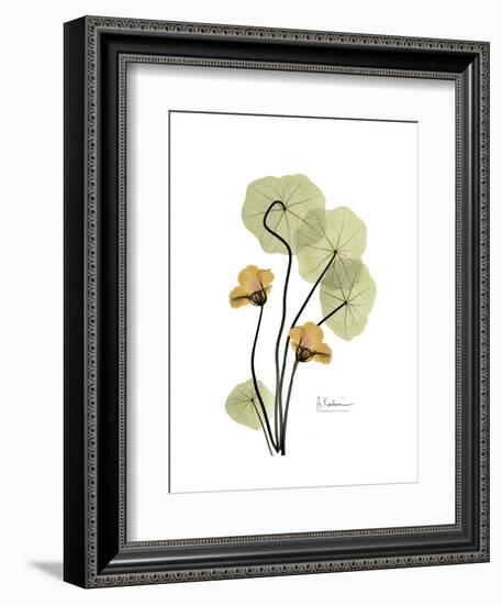 Nasturtium Portrait 2-Albert Koetsier-Framed Premium Giclee Print